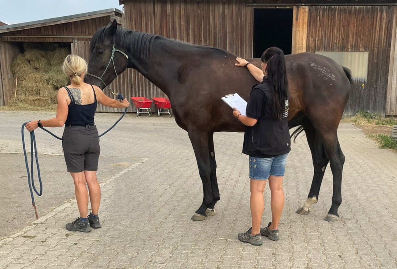 Osteopathie Pferd Ausbildung in Bayern