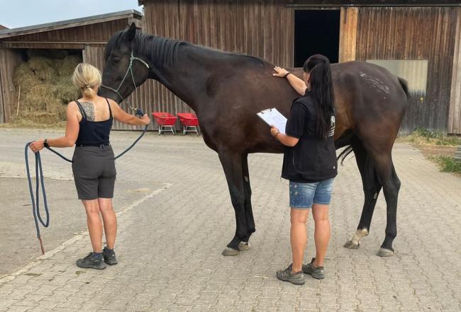Osteopathie Pferd Ausbildung in Bayern