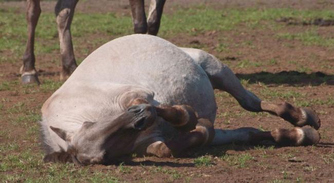 Geburtsrehe